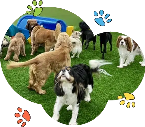 doggy daycare Vancouver Island