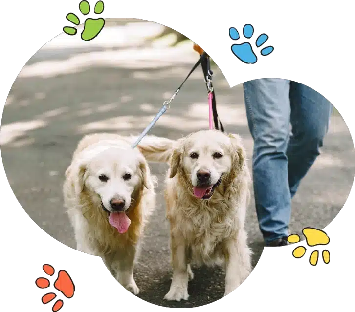 Dog walking Vancouver Island